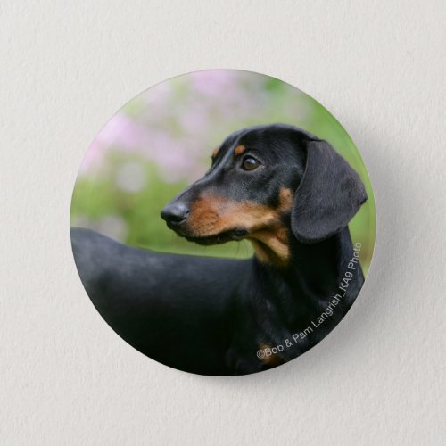 Black and Tan Miniture Dachshund 2 Button