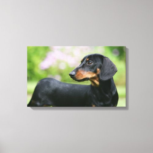 Black and Tan Miniture Dachshund 2 Canvas Print