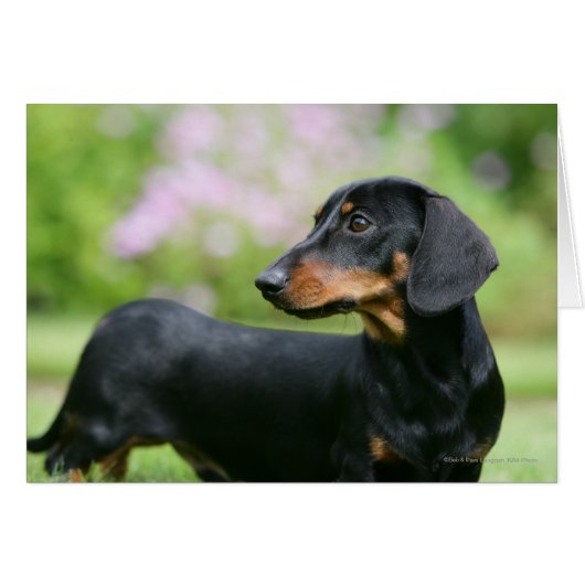 Black and Tan Miniture Dachshund 2 Cards (Front Horizontal)