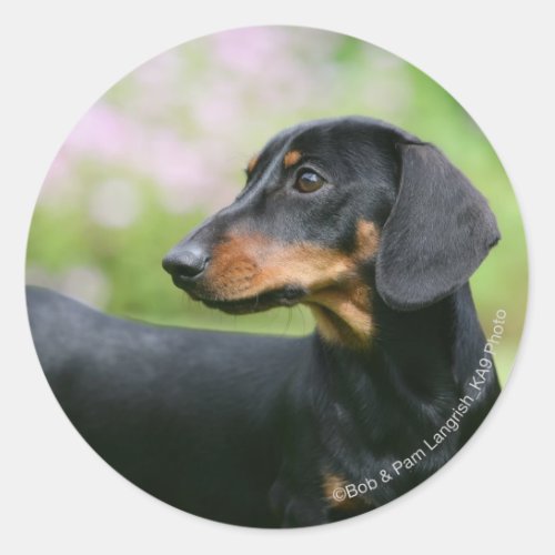 Black and Tan Miniture Dachshund 2 Classic Round Sticker