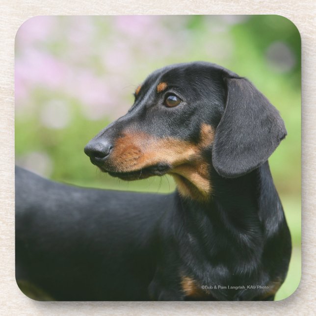 Black and Tan Miniture Dachshund 2 Drink Coaster (Front)
