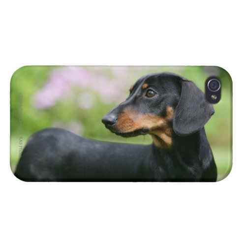 Black and Tan Miniture Dachshund 2 Case For iPhone 4