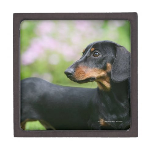 Black and Tan Miniture Dachshund 2 Jewelry Box