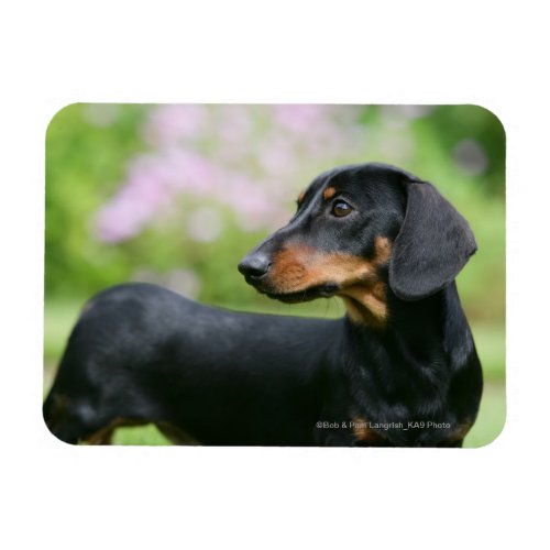 Black and Tan Miniture Dachshund 2 Magnet