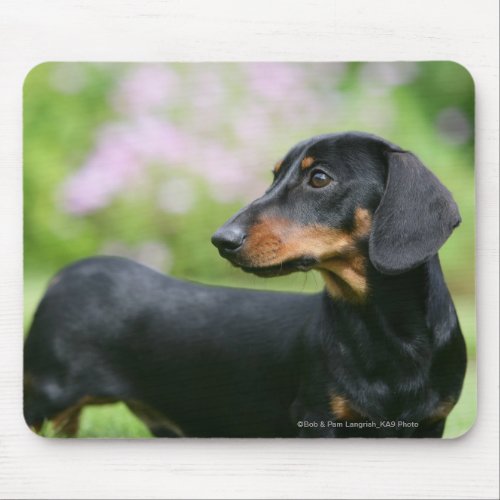 Black and Tan Miniture Dachshund 2 Mouse Pad