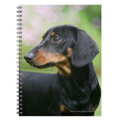 Black and Tan Miniture Dachshund 2 Notebook