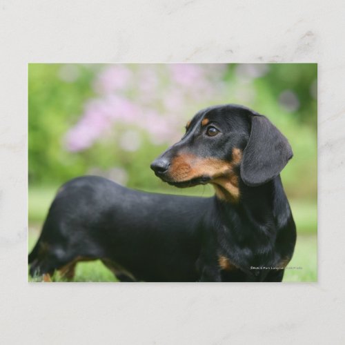 Black and Tan Miniture Dachshund 2 Postcard