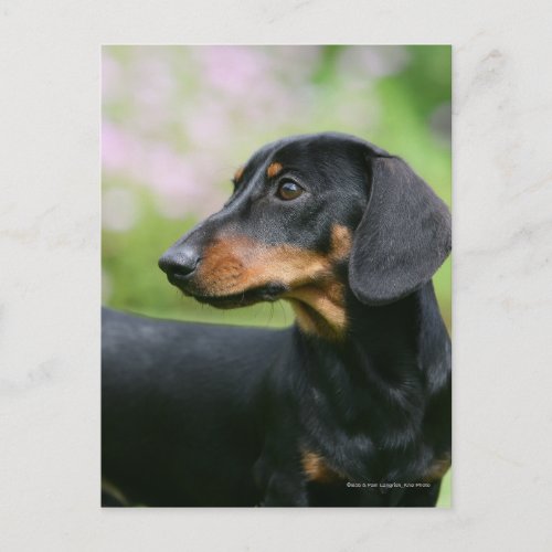 Black and Tan Miniture Dachshund 2 Postcard