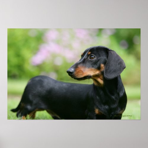 Black and Tan Miniture Dachshund 2 Poster