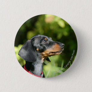 Black and Tan Miniture Dachshund 3 Button