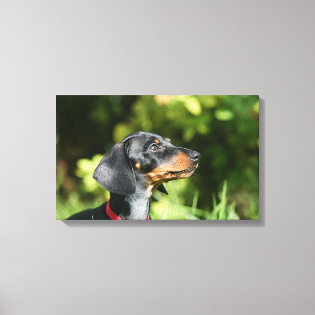 Black and Tan Miniture Dachshund 3 Canvas Print (Front)