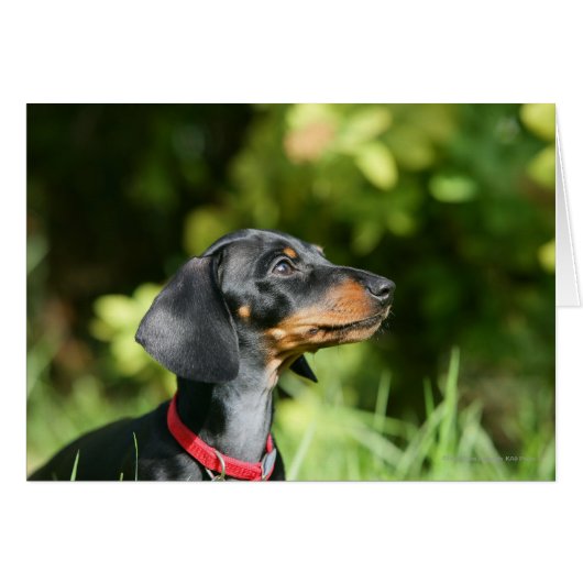 Black and Tan Miniture Dachshund 3 Cards (Front Horizontal)