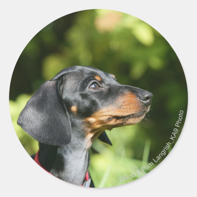 Black and Tan Miniture Dachshund 3 Classic Round Sticker (Front)