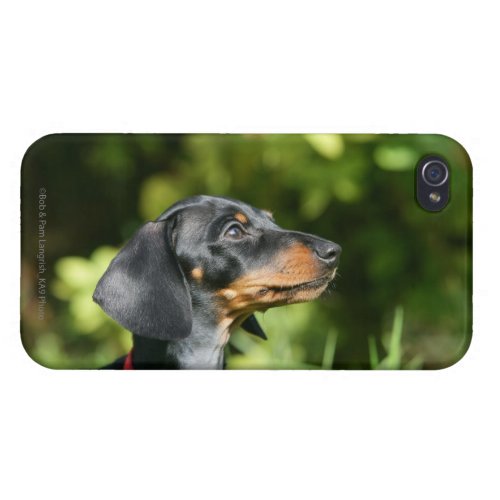 Black and Tan Miniture Dachshund 3 iPhone 44S Cover
