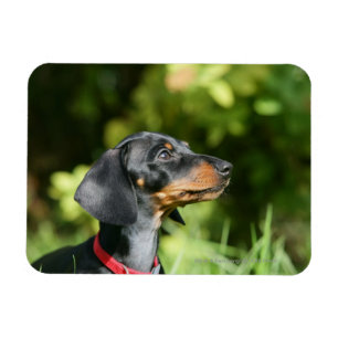 Black and Tan Miniture Dachshund 3 Magnet
