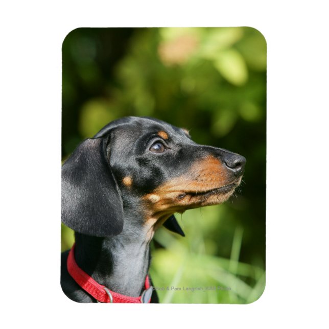 Black and Tan Miniture Dachshund 3 Magnet (Vertical)