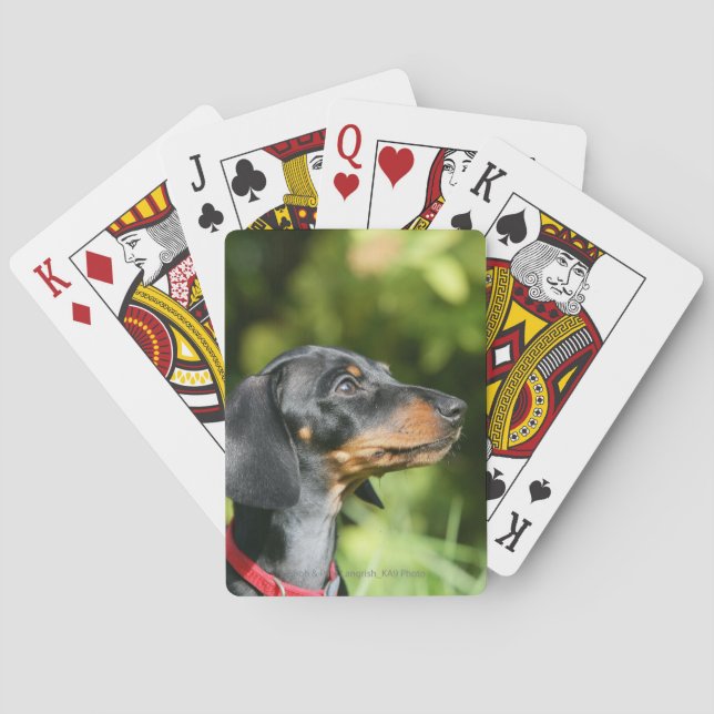 Black and Tan Miniture Dachshund 3 Poker Cards (Back)