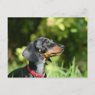 Black and Tan Miniture Dachshund 3 Postcard