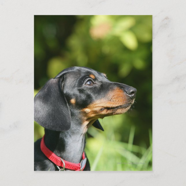 Black and Tan Miniture Dachshund 3 Postcard (Front)