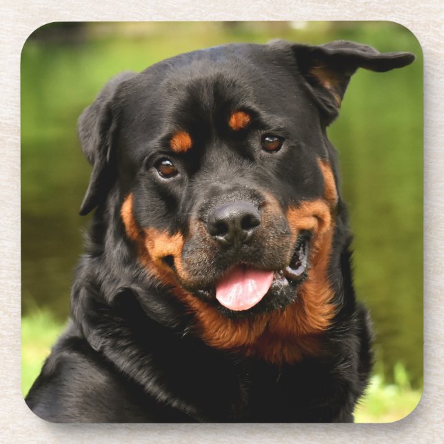 Black and Tan Rottweiler Puppy Dog Beverage Coaster (Front)