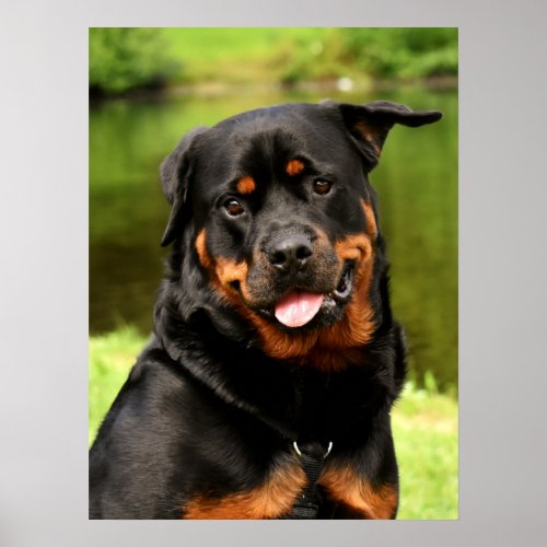 Black and Tan Rottweiler Puppy Dog Poster