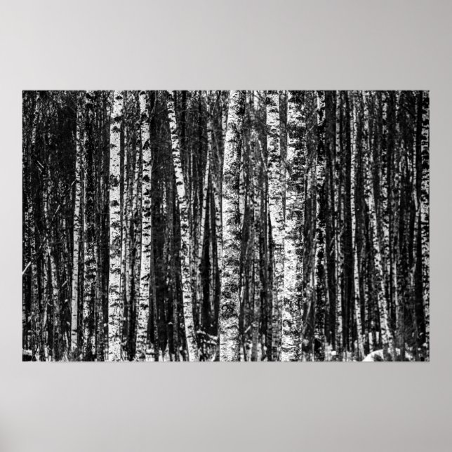 Black and White Abstract Birch Forest Poster (Front)