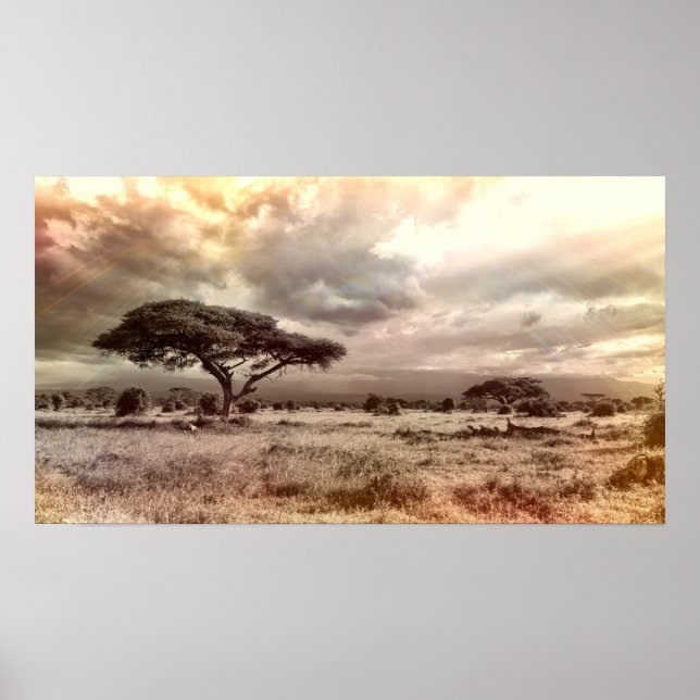 Black and White Acacia on the African Savanna Poster (Front)