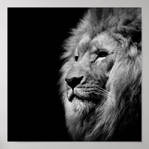 Black and white african lion portrait poster