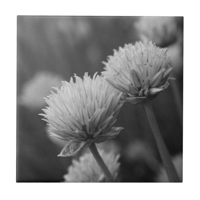 Black And White Allium Flower Photography Ceramic Tile (Front)