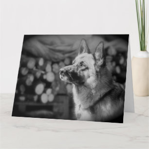 Black and White Alsatian Dog Photo Card