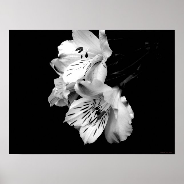 Black and White Alstroemeria Lily Poster (Front)