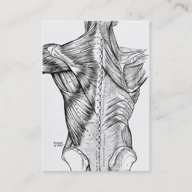 Black and White Anatomy Art Back Muscles (1890) Business Card (Front)