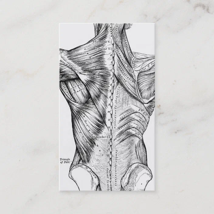 Black And White Anatomy Art Back Muscles 1890 Business Card Zazzle Com