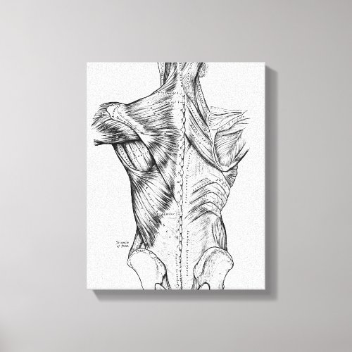 Black and White Anatomy Art Back Muscles 1890 Canvas Print