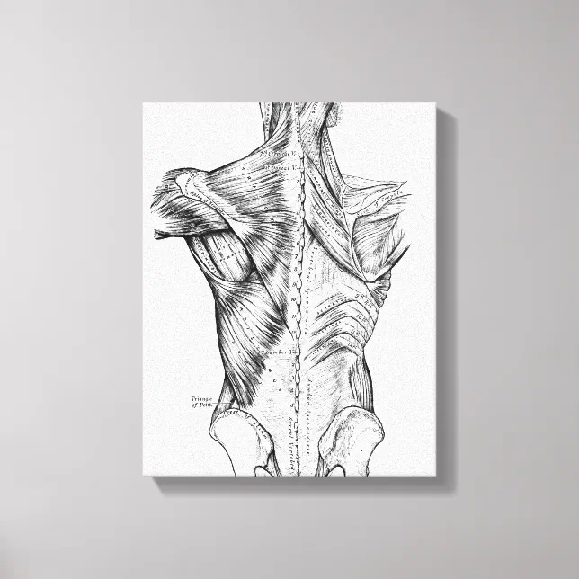 Black and White Anatomy Art Back Muscles (1890) Canvas Print | Zazzle