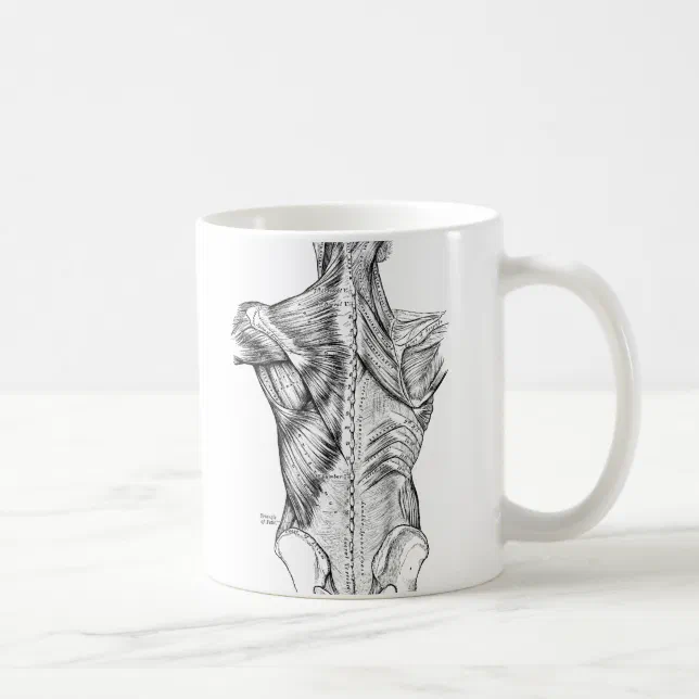 Black and White Anatomy Art Back Muscles (1890) Coffee Mug | Zazzle