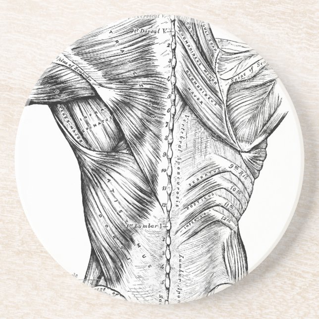 Black and White Anatomy Art Back Muscles (1890) Drink Coaster (Front)