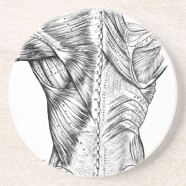 Black and White Anatomy Art Back Muscles (1890) Drink Coaster | Zazzle