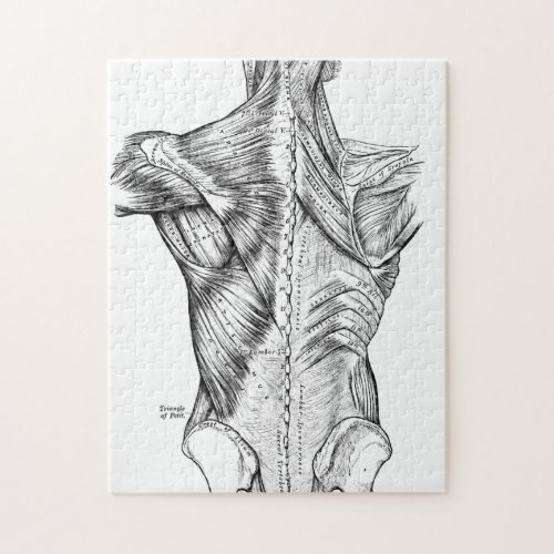 Black and White Anatomy Art Back Muscles 1890 Jigsaw Puzzle