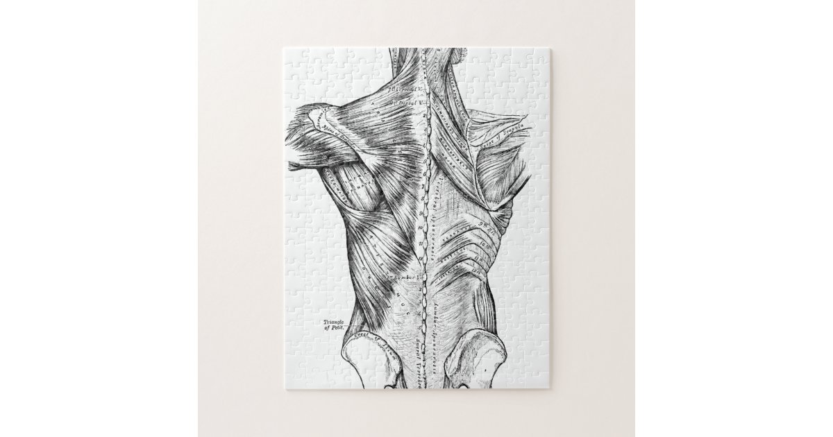 Black and White Anatomy Art Back Muscles (1890) Jigsaw Puzzle | Zazzle