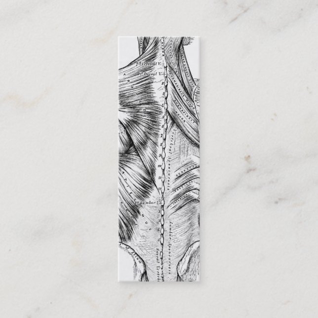Black and White Anatomy Art Back Muscles (1890) Mini Business Card (Front)