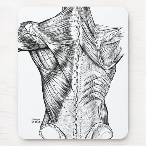 Black and White Anatomy Art Back Muscles 1890 Mouse Pad
