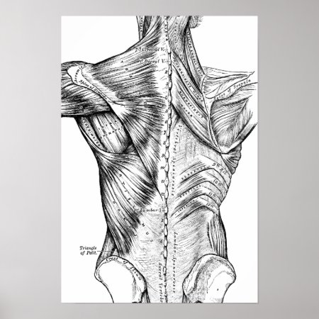 Black And White Anatomy Art Back Muscles (1890) Poster