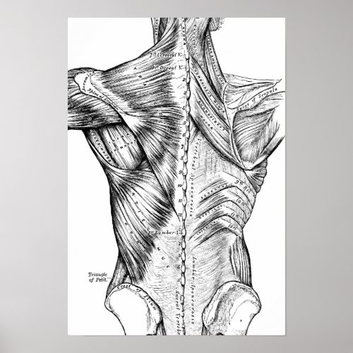 Black and White Anatomy Art Back Muscles 1890 Poster