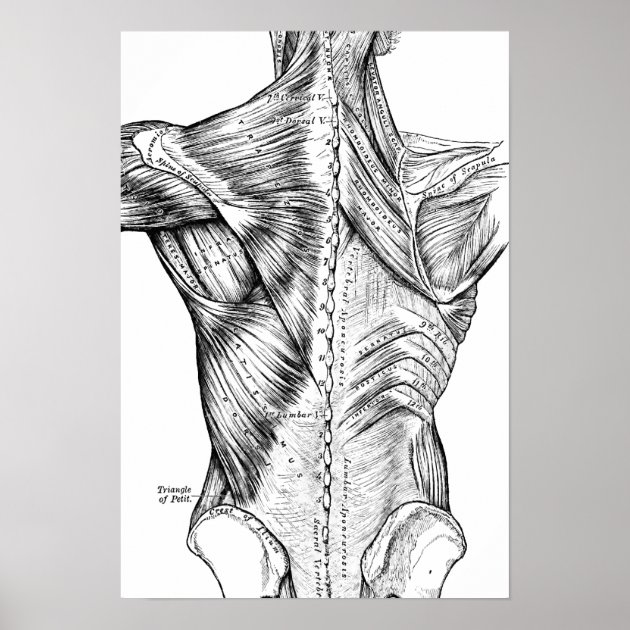 87,200+ Human Back Illustrations, Royalty-Free Vector Graphics & Clip Art -  iStock | Human back skin, Human back bone, Human back vector