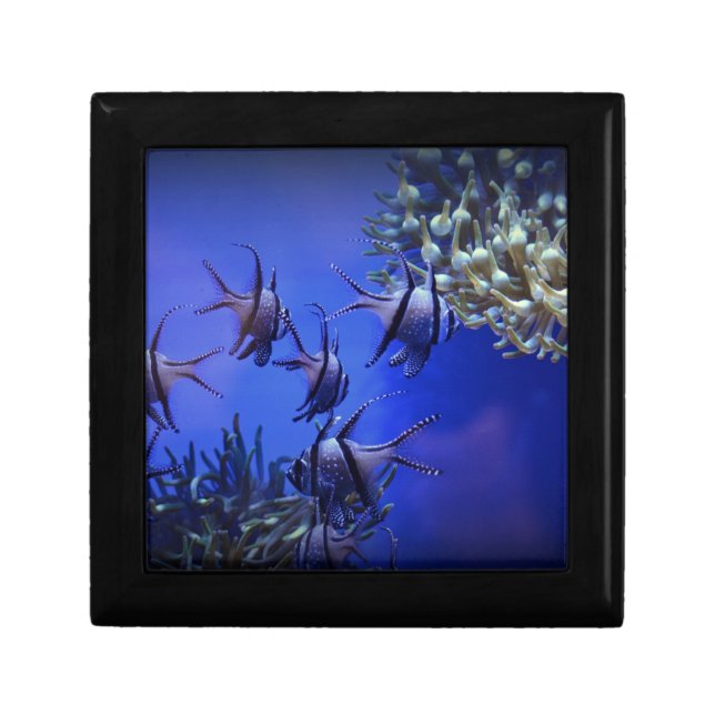 Black and White Angelfish in Deep Blue Sea Gift Box (Front)