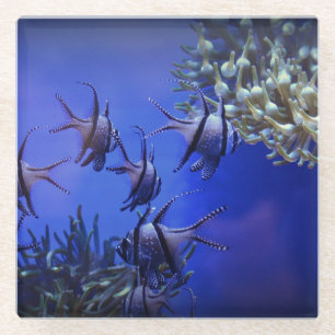 Black and White Angelfish in Deep Blue Sea Glass Coaster