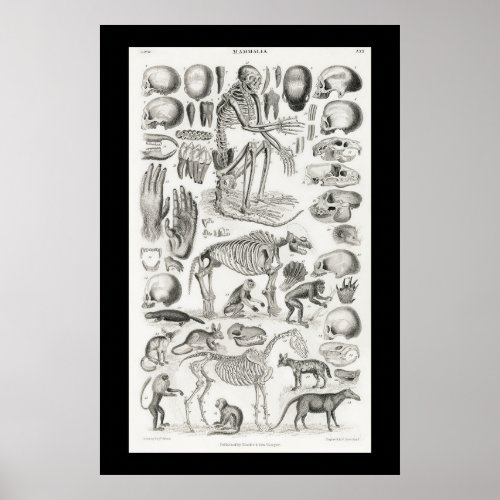 Black and White Animal Skeleton Skulls Mammalia Poster
