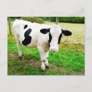 Black and White Apostrophe S Cow Postcard