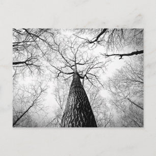 Black and White Autumn Tree Forest Photography Postcard